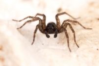 Un mle (Araneae - Lycosidae - Pardosa tenuipes)
